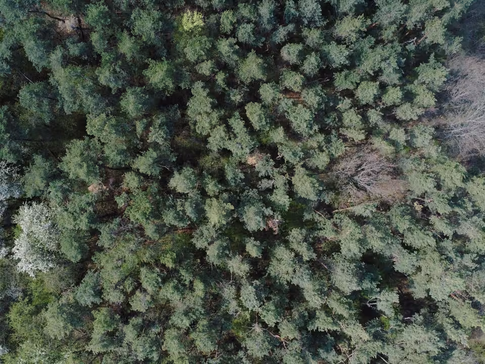 Vue aérienne verticale d’une forêt de pins.